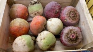 Betteraves Blanche - Image 2