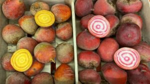 Betteraves Chioggia - Image 2