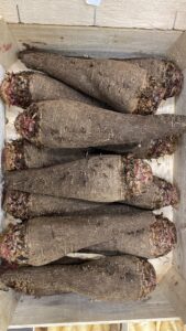 Betteraves Crapaudine - Image 3