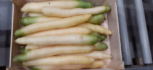 Carottes Blanche - Image 2