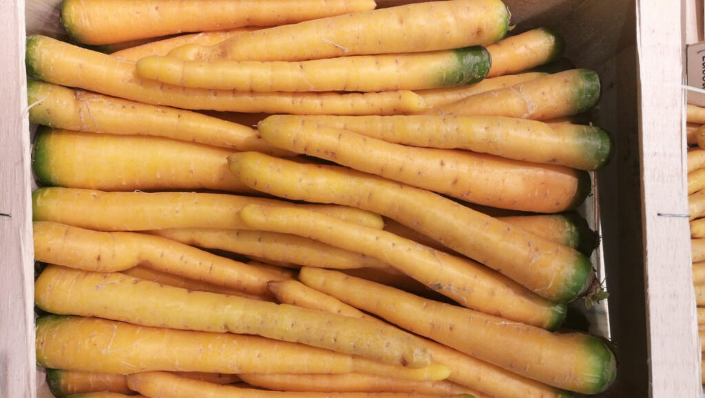 Carottes Jaune