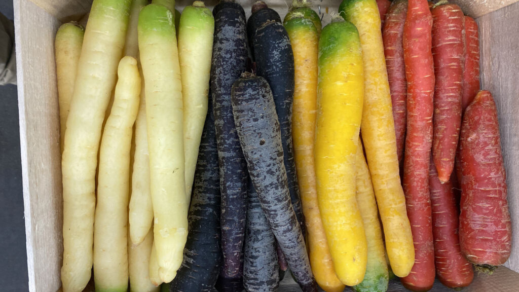 Carottes Mixte
