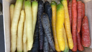 Carottes Mixte - Image 1