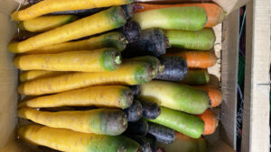 Carottes Mixte - Image 3