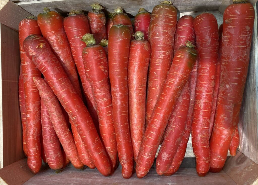 Carottes Rouge