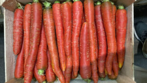 Carottes Rouge - Image 3