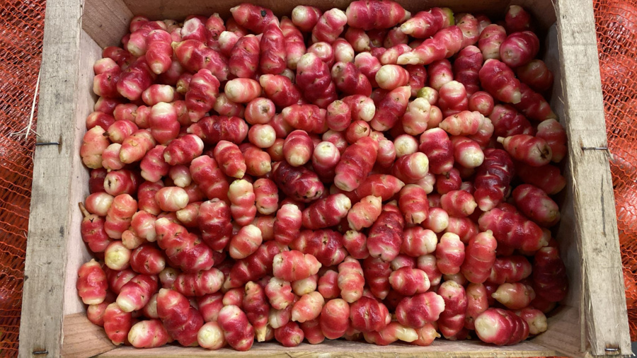 Oca du Pérou