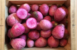 Pink Meat (Radis) - Image 1