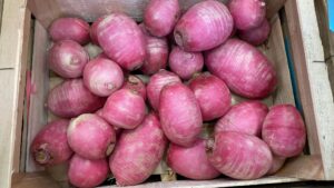 Pink Meat (Radis) - Image 2