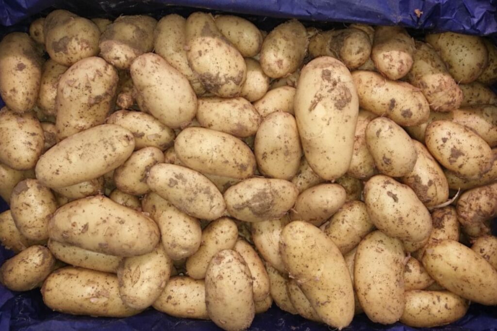 PDT Belle de Fontenay