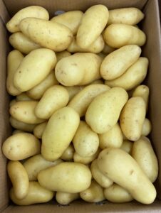 PDT Chair Ferme - Image 1