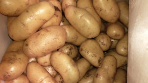 PDT Pompadour - Image 2