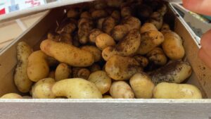 PDT Ratte du Touquet - Image 2