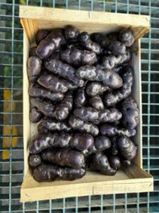 PDT Violette - Image 2