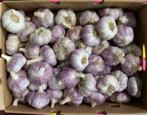 Ail Violet - Image 1