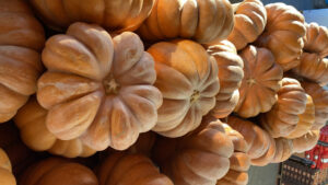 Potiron Musqué - Image 2