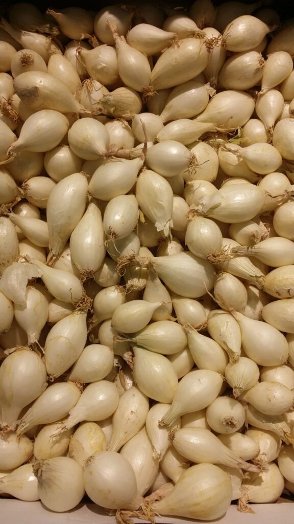 Oignon Grelot Blanc