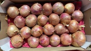 Oignon Rosé - Image 2