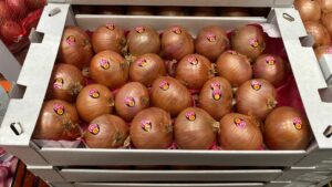 Zwiebel Rosa Roscoff - Image 2
