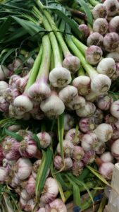 Frischer Knoblauch - Image 1