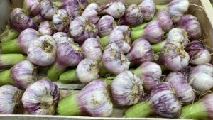 Fresh Garlic - Image 2